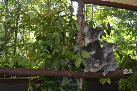 Hartley\'s Crocodile Adventures General Entry Ticket - Accommodation Melbourne 8