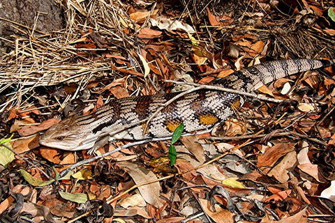 Hartley\'s Crocodile Adventures General Entry Ticket - Accommodation Melbourne 10