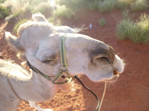 Uluru Small-Group Tour By Camel At Sunrise Or Sunset - Accommodation Melbourne 10