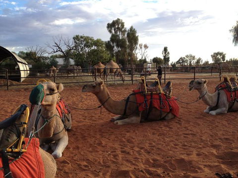 Uluru Small-Group Tour By Camel At Sunrise Or Sunset - Accommodation Melbourne 24