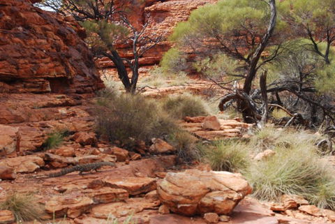 Kings Canyon Day Trip From Ayers Rock - Accommodation Melbourne 24
