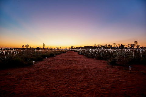 Uluru Field Of Light Sunrise Tour - Accommodation Melbourne 14