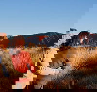 Uluru Sunrise and Kata Tjuta Half Day Trip - Accommodation Melbourne
