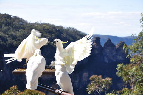 All-Inclusive Blue Mountains Tour In A Luxury Mercedes Sprinter - Accommodation Melbourne 4