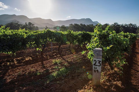 Scenic Hunter Valley Winery Tour With Boutique Wineries & Local Cheese - Accommodation Melbourne 9
