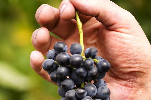 Scenic Hunter Valley Winery Tour With Boutique Wineries & Local Cheese - Accommodation Melbourne 8