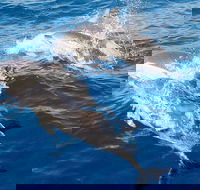 Port Stephens Day Tour From Sydney Including 4WD Sandboarding and Dolphins - Accommodation Melbourne