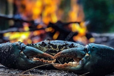 Pot To Plate Adventure - Accommodation Melbourne 11