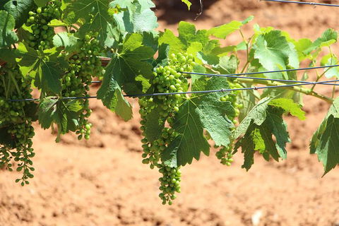 Hunter Valley Private Tour Including Wine, Chocolate, Cheese, Vodka, Gin Tasting - Accommodation Melbourne 12
