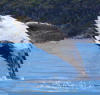 Whale Watching Jervis Bay - Accommodation Melbourne
