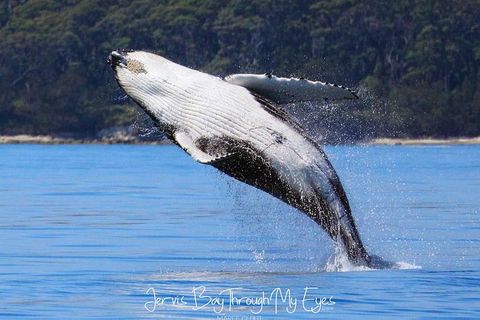 Whale Watching Jervis Bay - Accommodation Melbourne 0