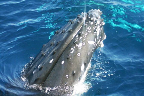 Whale Watching Jervis Bay - Accommodation Melbourne 3