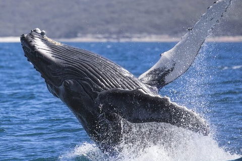 Whale Watching Jervis Bay - Accommodation Melbourne 2