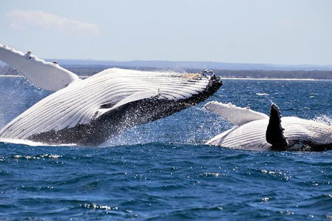 Whale Watching Jervis Bay - Accommodation Melbourne 4