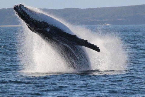 Jervis Bay Whale Watching Tour - Accommodation Melbourne 0