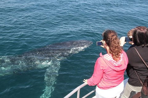Jervis Bay Whale Watching Tour - Accommodation Melbourne 9
