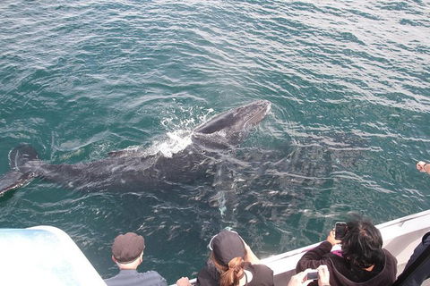 Jervis Bay Whale Watching Tour - Accommodation Melbourne 12