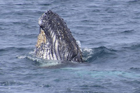 Jervis Bay Whale Watching Tour - Accommodation Melbourne 4