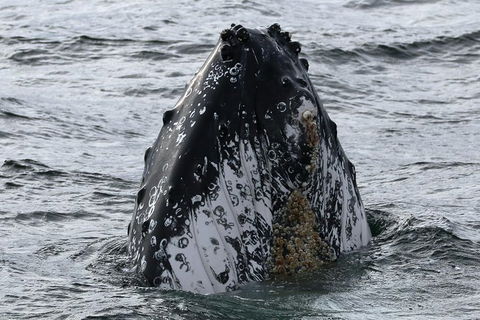 Jervis Bay Whale Watching Tour - Accommodation Melbourne 7