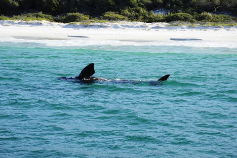 Jervis Bay Whale Watching Tour - Accommodation Melbourne 5