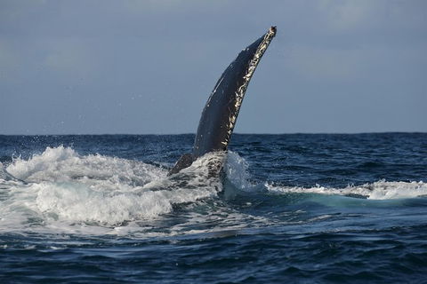 Jervis Bay Whale Watching Tour - Accommodation Melbourne 8