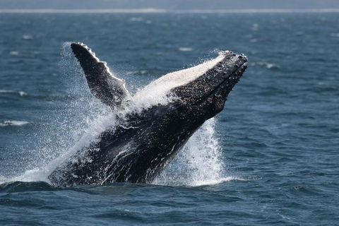 Jervis Bay Whale Watching Tour - Accommodation Melbourne 10