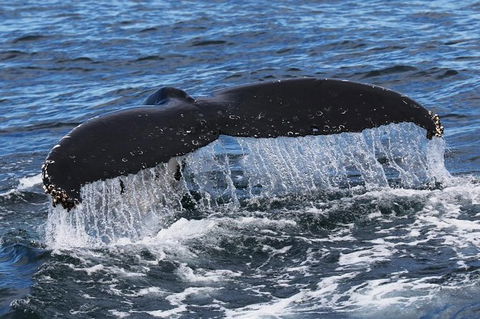 Jervis Bay Whale Watching Tour - Accommodation Melbourne 6
