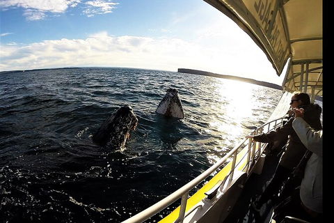 Jervis Bay Whale Watching Tour - Accommodation Melbourne 3