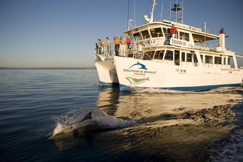 Jervis Bay Dolphin Watch Cruise - Accommodation Melbourne 0