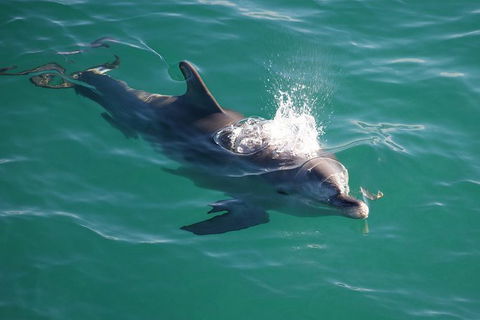Jervis Bay Dolphin Watch Cruise - Accommodation Melbourne 6