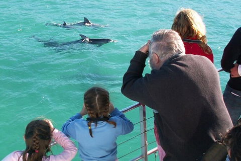 Jervis Bay Dolphin Watch Cruise - Accommodation Melbourne 4