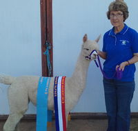Marchmont Park Alpacas - Accommodation Melbourne