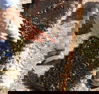 Bees on Keswick Island - Accommodation Melbourne