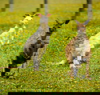 Bordertown Wildlife Park - Accommodation Melbourne