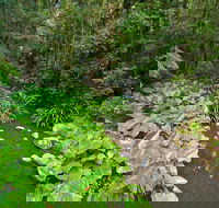 Brindle Creek Walking Track - Accommodation Melbourne