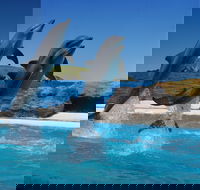 Dolphin Marine Conservation Park - Accommodation Melbourne