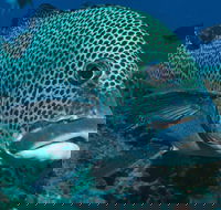 Fish Bowl Dive Site - Accommodation Melbourne