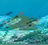 Flinders Reef Dive Site - Accommodation Melbourne