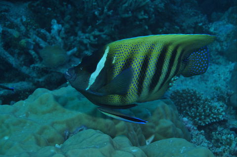 Frankland Islands Dive Site - Accommodation Melbourne 0