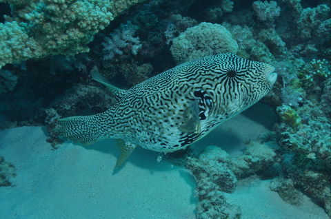 Frankland Islands Dive Site - Accommodation Melbourne 1
