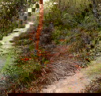 Great North walk - Brisbane Water National Park - Accommodation Melbourne