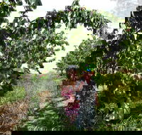 Harben Vale Pick Your Own Cherries - Accommodation Melbourne