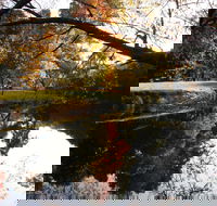 Jamieson Significant Trees - Accommodation Melbourne