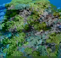 Keeper Reef Dive Site - Accommodation Melbourne