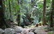 Lyrebird Track - thumb 0