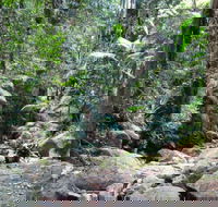 Lyrebird track - Accommodation Melbourne