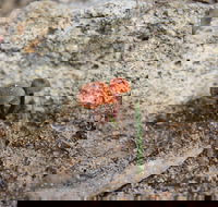 Moorooduc Quarry Walk  Stairs Circuit - Accommodation Melbourne