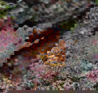 Pelorus and Orpheus Islands - Accommodation Melbourne