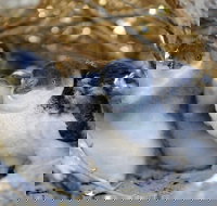 Penguin Island - Accommodation Melbourne