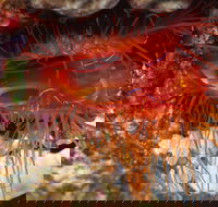 Pixie Pinnacle Dive Site - Accommodation Melbourne